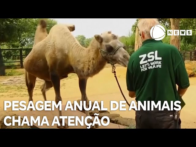 ⁣Pesagem de animais chama atenção em zoológico de Londres