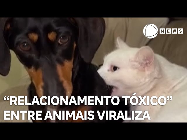 ⁣"Relacionamento tóxico" entre gato e cadela viraliza nas redes sociais