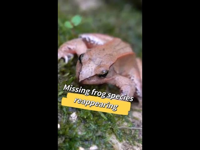 ⁣Frog species missing for half century spotted again in China's Mount Emei