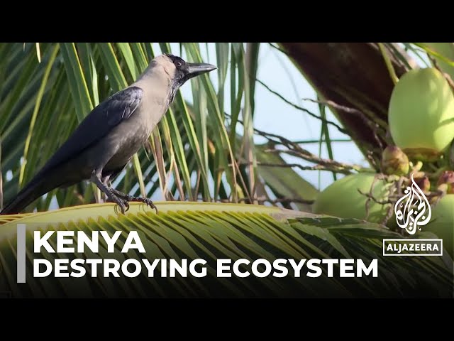 ⁣Kenya’s invasive crows: Measures taken to stop birds destroying ecosystem