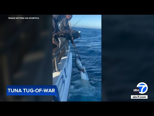 ⁣Wild video: Fishermen fight shark over tuna