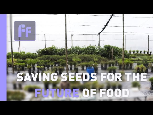 ⁣Saving seeds for the future of food