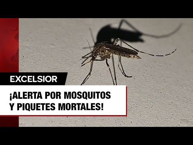 ¡Alerta por mosquitos y piquetes mortales!