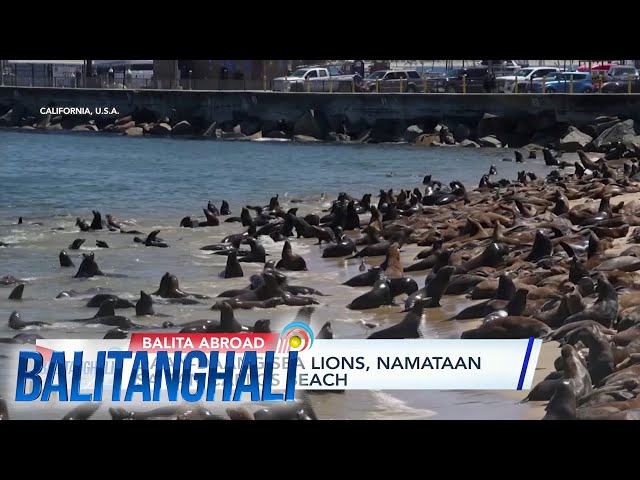 ⁣Daan-daang sea lions, namataan sa San Carlos Beach | Balitanghali