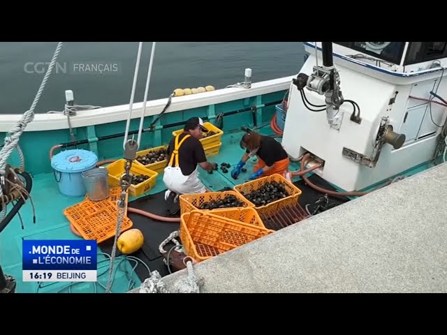 ⁣Eaux contaminées de Fukushima : de fréquents accidents de TEPCO inquiètent les pêcheurs