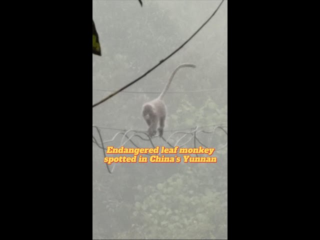 ⁣Endangered leaf monkey spotted in China's Yunnan