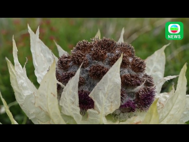 ⁣TVB News｜25 August 2024│Snow lotus in Xinjiang's mountains