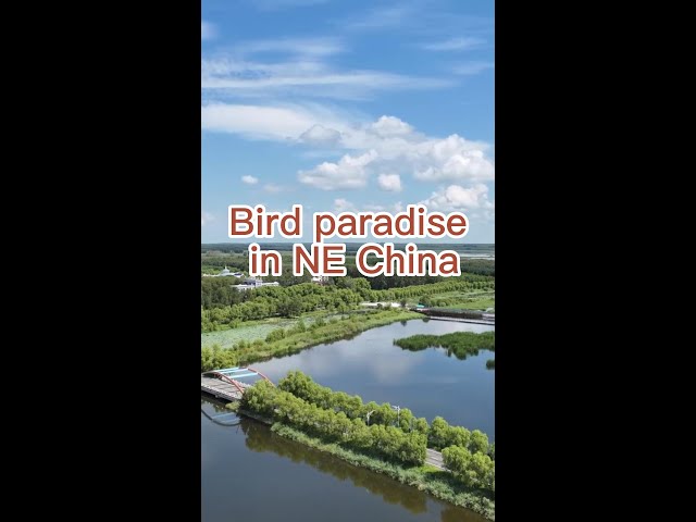 ⁣Bird paradise in NE China