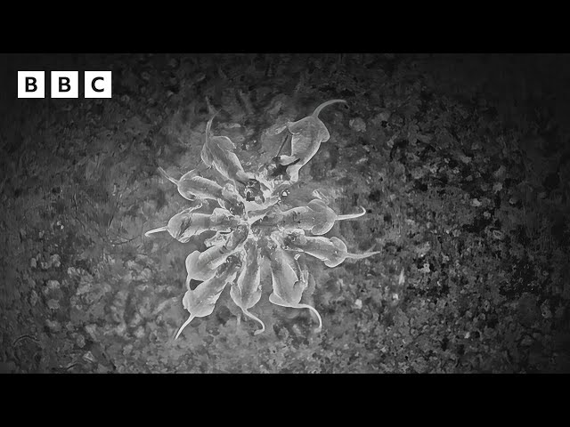 ⁣10 lions have a midnight feast  - BBC