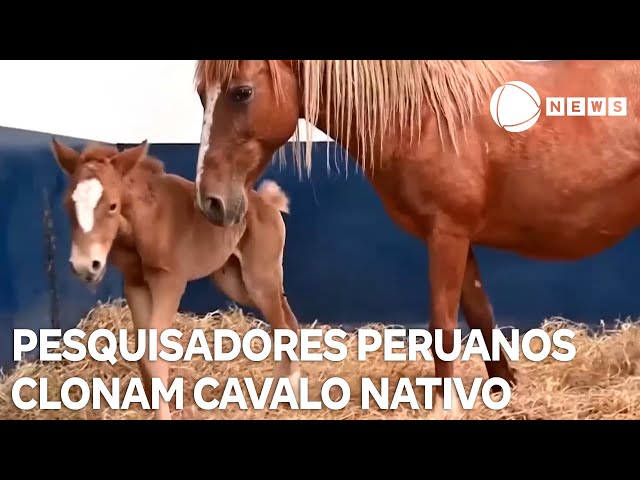 ⁣Pesquisadores peruanos clonam cavalo nativo