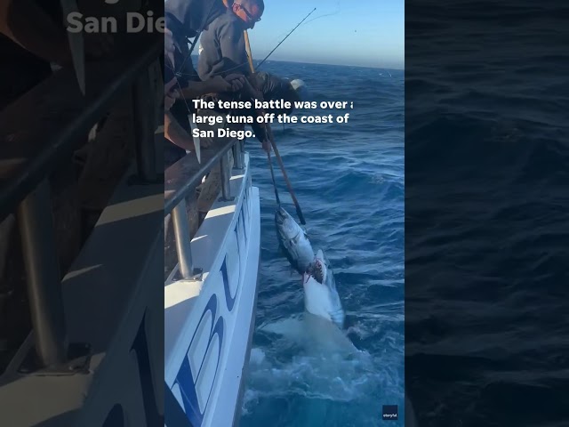 ⁣Watch: Fisherman plays game of tug-of-war with shark #Shorts