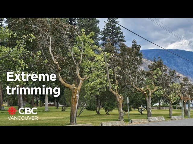 ⁣Residents in Keremeos are upset after several trees in the community had their branches trimmed.