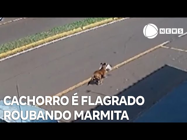 Flagrante animal: cachorro rouba marmita de trabalhador