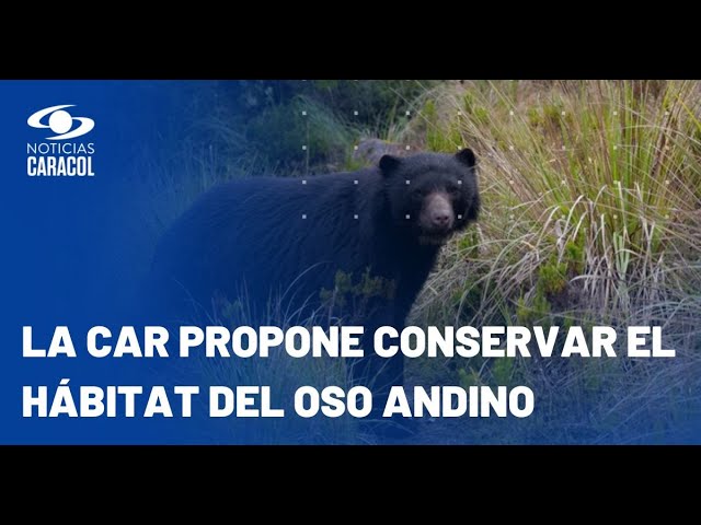 ⁣Temor por oso de anteojos que estaría atacando ganado en Cundinamarca