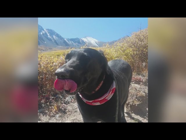 ⁣Man warns against rat poison after his dog eats bait, dies