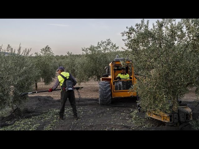 ⁣Agricultores y consumidores acusan a los supermercados de inflar los precios del aceite de oliva