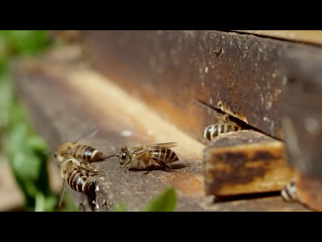 ⁣China's Shennongjia protects eastern honey bees, boosts bee farming