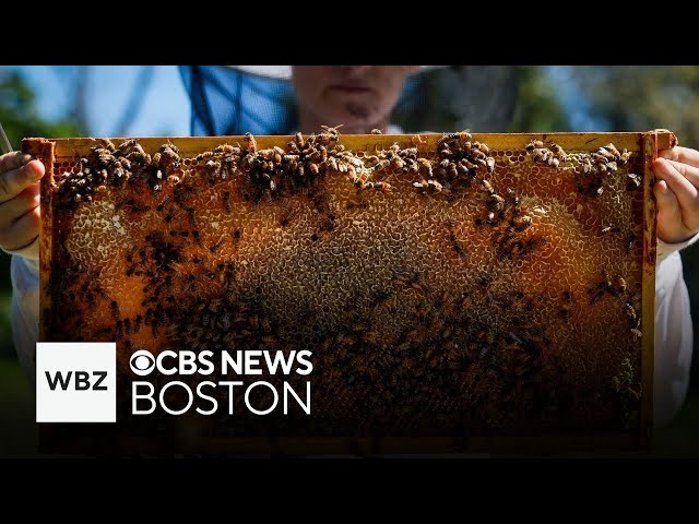 ⁣Is Colony Collapse Disorder still happening with bees?