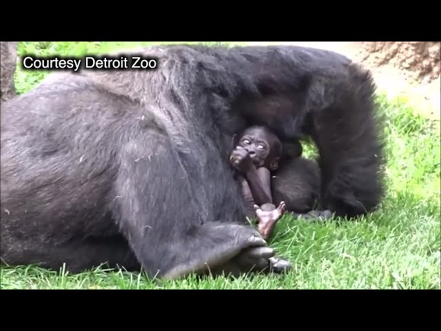 ⁣Detroit Zoo releases new video of baby gorilla, announces contest to name it