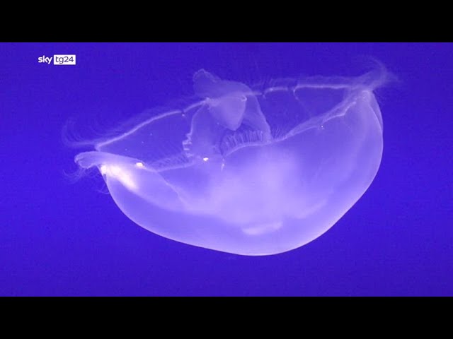 ⁣Meduse, perchè cosi tante quest'estate