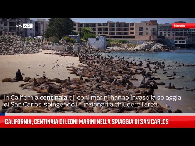 ⁣California, centinaia di leoni marini sulla spiaggia