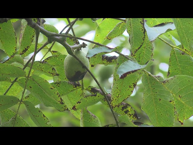 ⁣Noix : mauvaise récolte en vue en Périgord