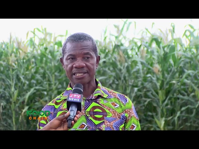 ⁣Agriculture experts discuss biological methods to fight Fall armyworms in maize farms | Food Chain