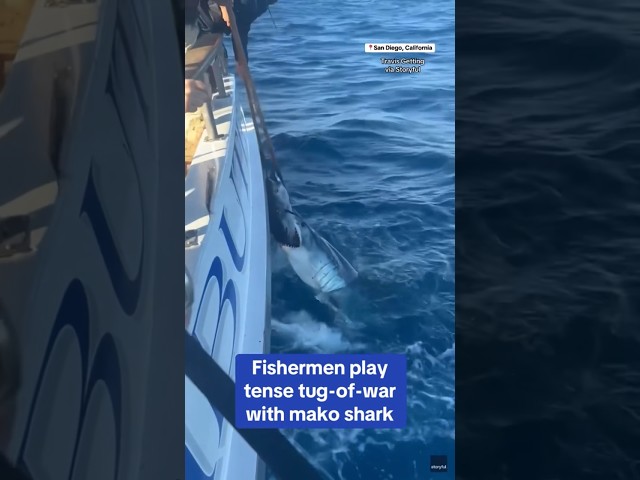 ⁣Fishermen get caught in tug-of-war with shark over tuna #shorts