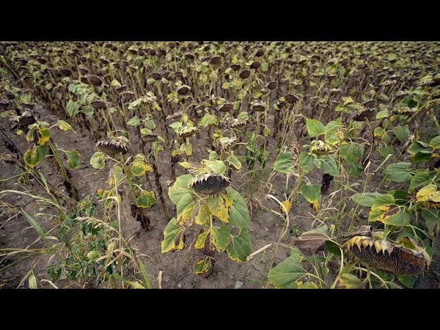 Sécheresse sévère: les agriculteurs serbes craquent