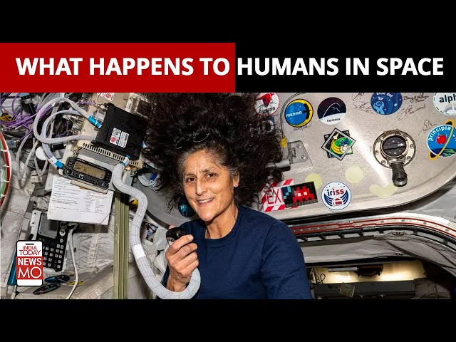 ⁣Sunita Williams in Space: What Laika, Chimps, and Fruit Flies Reveal About Long-Duration Missions