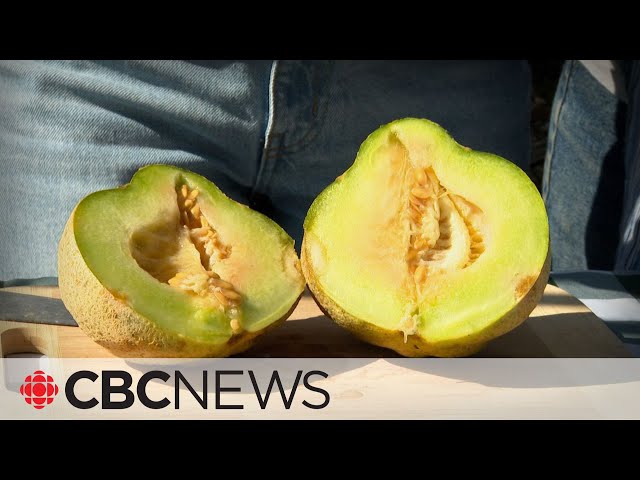 ⁣What the once-forgotten Montreal melon tastes like