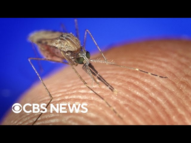 ⁣Mosquitos could spread more disease in the U.S. as their season gets longer