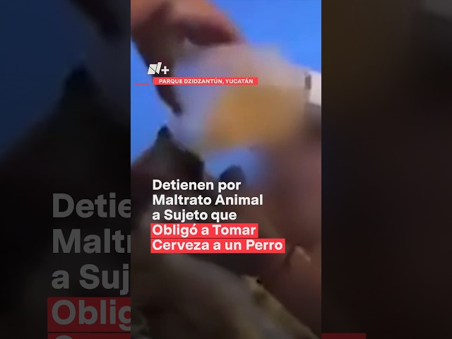 Detienen a sujeto que obligó a tomar cerveza a un perro por maltrato animal - N+ #Shorts