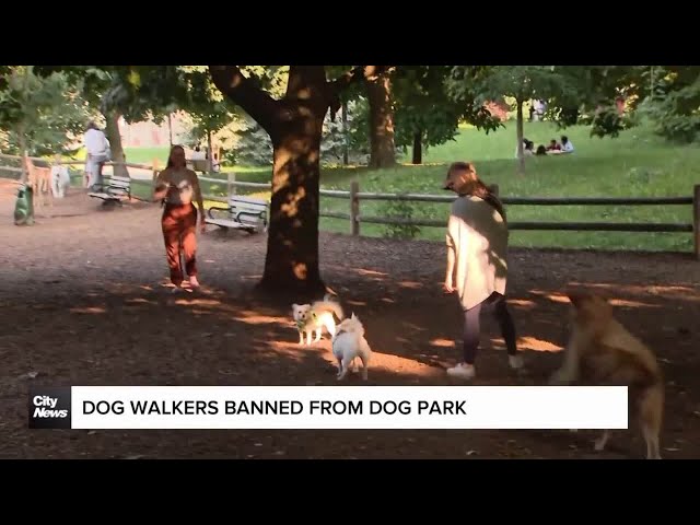 ⁣Commercial dog walkers banned from Toronto dog park