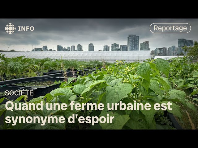 ⁣SOCIÉTÉ  | À Sole Food Street Farms, on cultive des légumes et de l’espoir