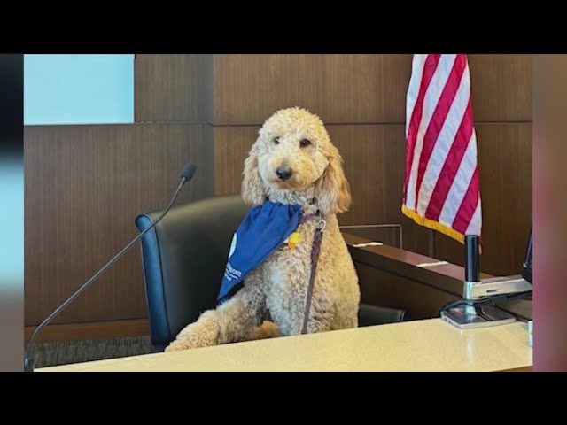 ⁣Illinois’ first courthouse comfort dog