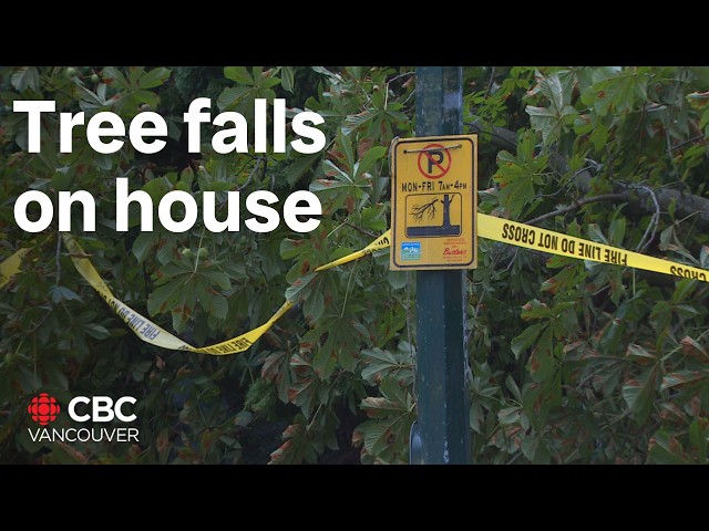 ⁣Huge tree falls on Vancouver house during weekend storms