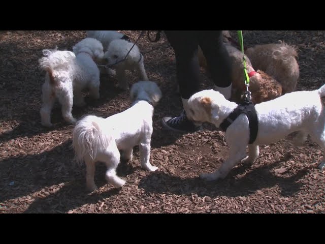 ⁣'This is our livelihood': Commercial dog walkers banned from Toronto park