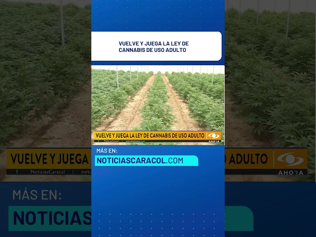 ⁣Primer debate para buscar la regulación de cannabis de uso adulto en Colombia