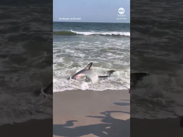 ⁣Thresher shark washes ashore on NYC beach - ABC News