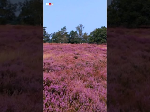 Bloeiende heide