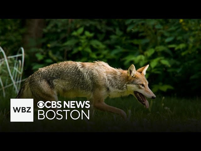 ⁣Jogger may have been bit by coyote in Marblehead, police say