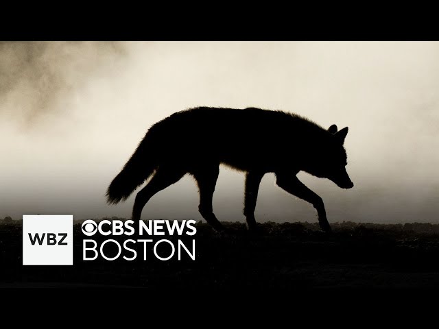 ⁣Massachusetts jogger may have been bitten by coyote and more top stories