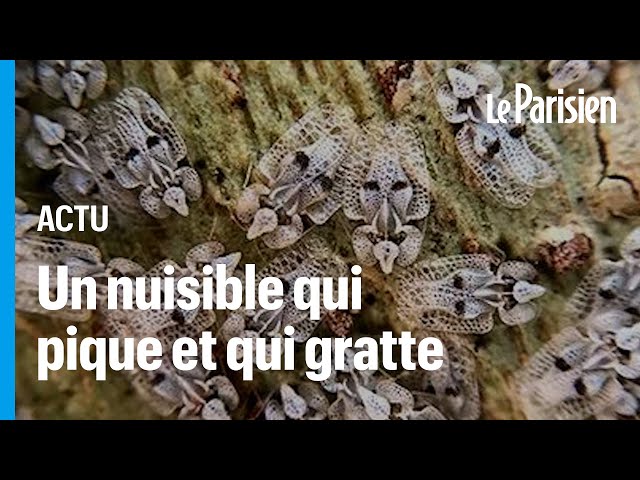 ⁣Tigre du platane : c'est quoi ce petit insecte qui pique les Franciliens cet été ?