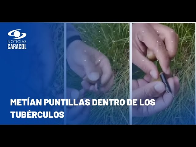 ⁣Capturan a ‘Los mala papa’, delincuentes que utilizaban tubérculos para pinchar vehículos