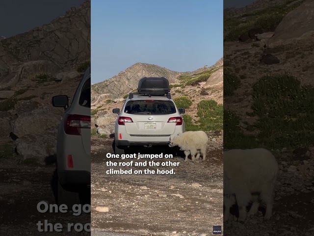 ⁣Goats caught repeatedly stomping on Subaru SUV in Colorado #Shorts