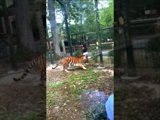 ⁣New Jersey woman arrested after allegedly taunting a tiger at a zoo