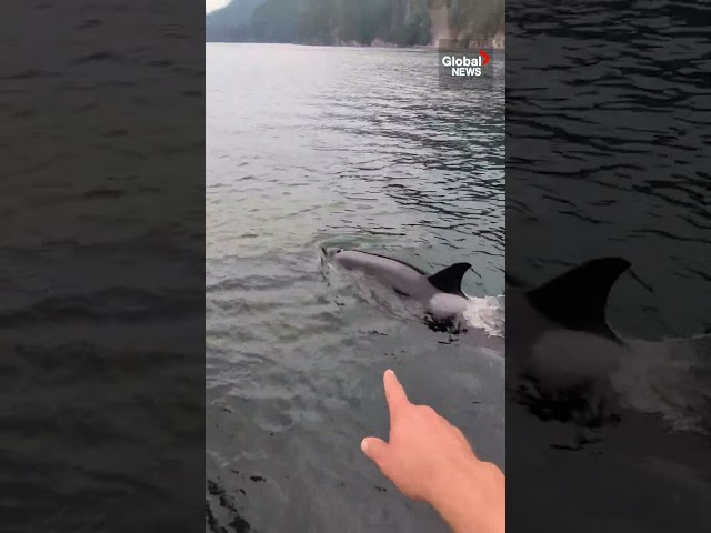 ⁣Orcas surprise family at BC marina #KillerWhales