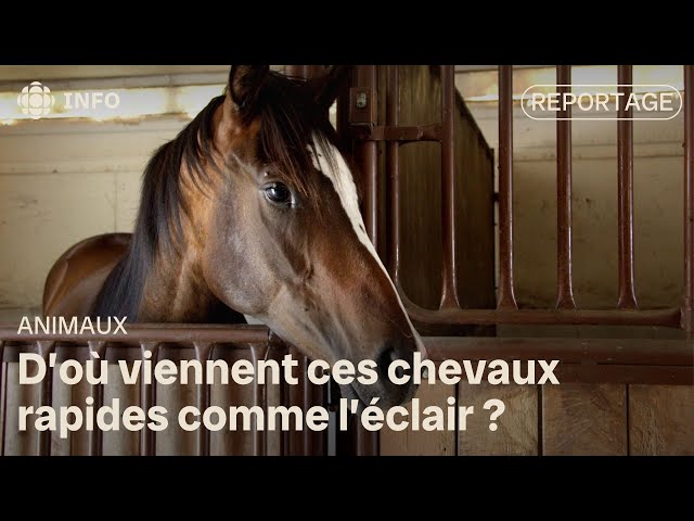 ⁣La famille Fouillard a l’élevage de chevaux de course dans le sang