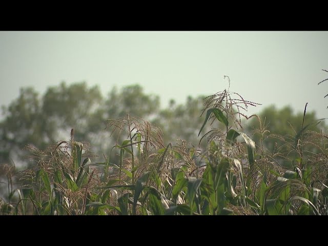 ⁣'Corn sweat': How Illinois crops are adding to the heat and humidity